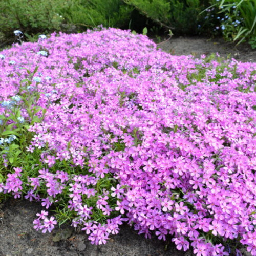 Флокс шиловидный розовый. (Phlox subulata) Р9 Фото Флокс шиловидный розовый. (Phlox subulata) Р9