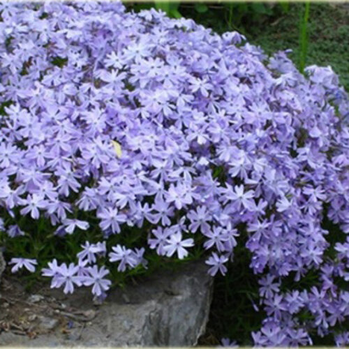 Флокс шиловидный Блу. (Phlox subulata) Фото Флокс шиловидный Блу. (Phlox subulata)