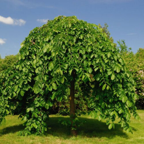 Шовковиця плакуча на ШТАМБІ. (Morus Pendula) С7,5, h 130-160см Фото Шовковиця плакуча на ШТАМБІ. (Morus Pendula) С7,5, h 130-160см