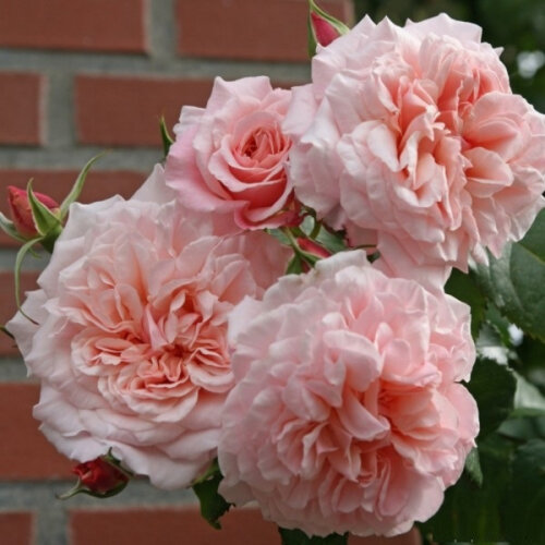 Роза Роз Де Толбиак. (Rose de Tolbiac) Шраб Фото Роза Роз Де Толбиак. (Rose de Tolbiac) Шраб