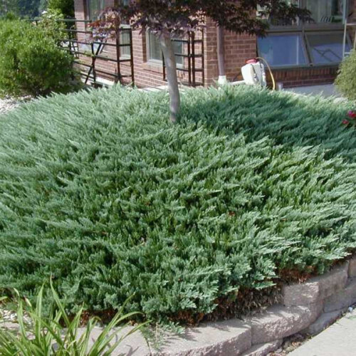 Ялівець горизонтальний Блю Чіп. (Juniperus horizontalis Blue Chip) С7,5 Фото Ялівець горизонтальний Блю Чіп. (Juniperus horizontalis Blue Chip) С7,5