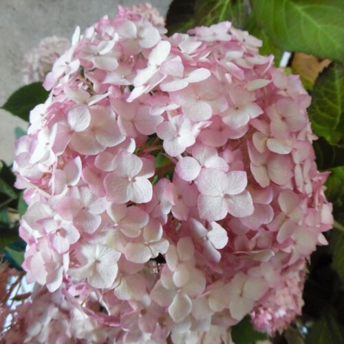 Фото Гортензія деревоподібна Кендібелле Лоліпоп/Баблгам. (Hydrangea arborescens Candybelle/Bubblegum) С7,5