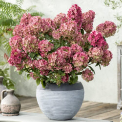 Фото Гортензия метельчатая Петит Стар. (Hydrangea paniculata Petite Star) С2