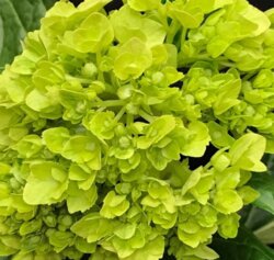 Фото Гортензія волотиста Мохіто. (Hydrangea paniculata Mojito PBR) С3