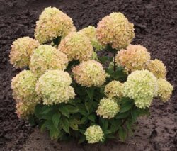 Гортензія волотиста Літл Лайм. (Hydrangea paniculata Little lime) С10, 5-річка Фото Гортензія волотиста Літл Лайм. (Hydrangea paniculata Little lime) С10, 5-річка