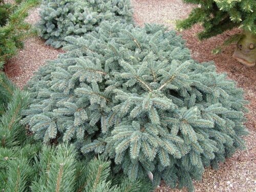 Ялина колюча Вальдбрун. (Picea pungens Waldbrunn) контейнер С5 Фото Ялина колюча Вальдбрун. (Picea pungens Waldbrunn) контейнер С5