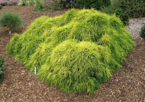 Кіпарисовик горохоплідний Санголд. (Chamaecyparis pisifera Sungold) С5 Фото Кіпарисовик горохоплідний Санголд. (Chamaecyparis pisifera Sungold) С5