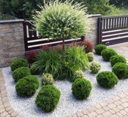 Фото Туя западная Даника. (Thuja occidentalis Danica) С2