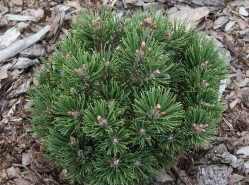 Сосна гірська Офенпас. (Pinus mugo Ofenpass) С10 Фото Сосна гірська Офенпас. (Pinus mugo Ofenpass) С10