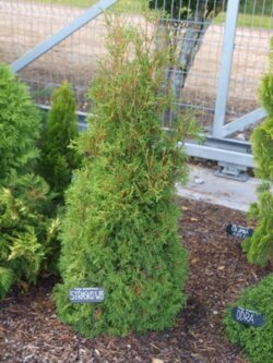 Фото Туя западная Страшко. (Thuja occidentalis Strasko W.B.) C10