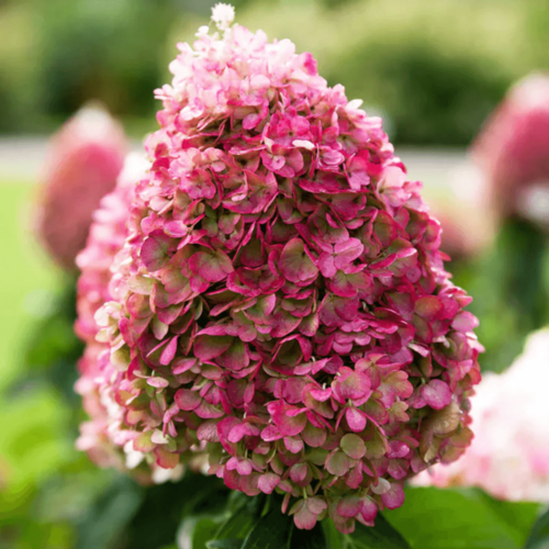 Фото Гортензия метельчатая Ливинг Пинк Промис. (Hydrangea paniculata Living Pink Promise) С3
