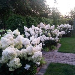 Гортензия метельчатая Полар Бир. (Hydrangea paniculata Polar Bear) С10, 5-летка Фото Гортензия метельчатая Полар Бир. (Hydrangea paniculata Polar Bear) С10, 5-летка