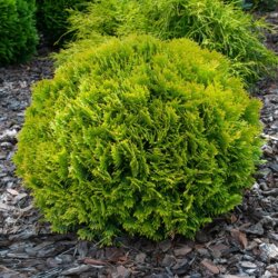 Фото Туя західна Міріам. (Thuja occidentalis MiriJam) Р9