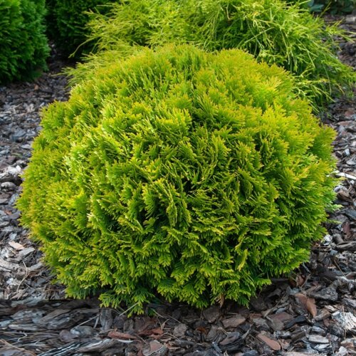 Фото Туя західна Міріам. (Thuja occidentalis MiriJam) Р9