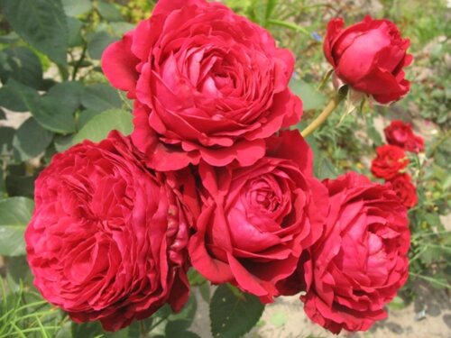 Роза четырех ветров/Ля роз де Катрэ Вен. (La Rose des 4 Vents) Флорибунда Фото Роза четырех ветров/Ля роз де Катрэ Вен. (La Rose des 4 Vents) Флорибунда
