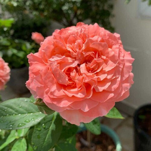 Роза Корал Желе. (Corail gelee) Флорибунда ЯПОНСКАЯ Фото Роза Корал Желе. (Corail gelee) Флорибунда ЯПОНСКАЯ