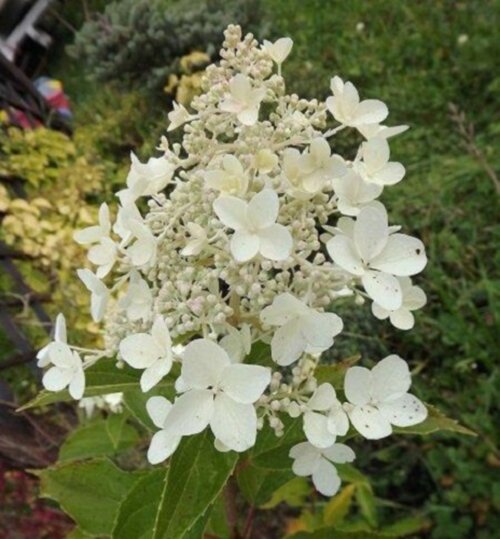Фото Гортензія волотиста Октоубер Брайд. (Hydrangea paniculata October Bride)  ШТАМБ