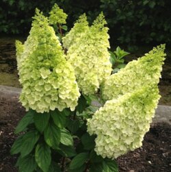 Фото Гортензія волотиста Меджикал Кіліманджаро. (Hydrangea paniculata Magical Kilimanjaro) С3