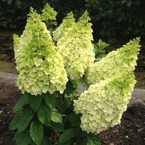 Гортензия метельчатая Мэджикал Килиманджаро. (Hydrangea paniculata Magical Kilimanjaro) С7,5 Фото Гортензия метельчатая Мэджикал Килиманджаро. (Hydrangea paniculata Magical Kilimanjaro) С7,5