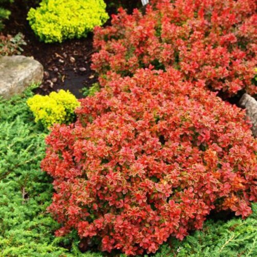 Фото Барбарис тунберга Едмірейшн. (Berberis thunbergii Admiration) С5