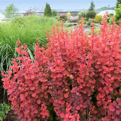 Барбарис Тунберга Оранж Рокет. (Berberis thunbergii Orange Rocket) С3 Фото Барбарис Тунберга Оранж Рокет. (Berberis thunbergii Orange Rocket) С3
