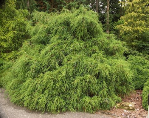 Фото Кіпарисовик гороплодний Філіфера Нана. (Chamaecyparis pisifera Filifera Nana) C5