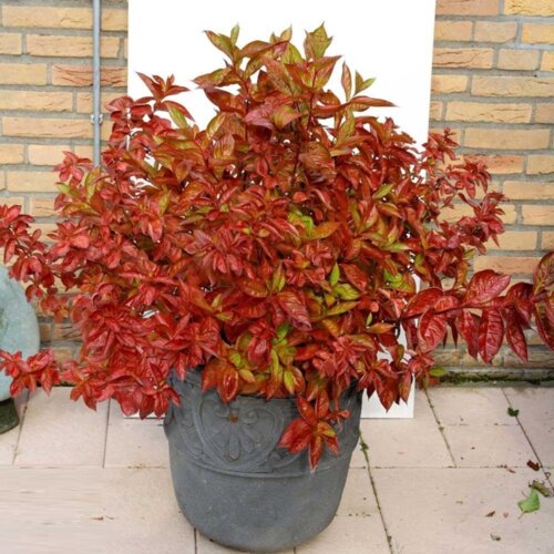 Фото Вейгела Вінгс оф Файєр. (Weigela Wings of Fire) С1,5