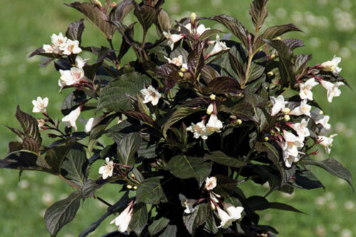 Фото Вейгела Эбони энд Айвори. (Weigela Ebony and Ivory) С3