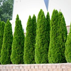 Фото Туя западная Смарагд. (Thuja occidentalis Smaragd) 100-120см, КОМ
