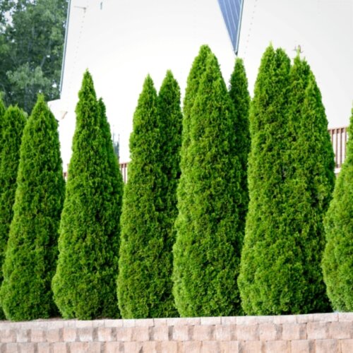 Фото Туя западная Смарагд. (Thuja occidentalis Smaragd) 100-120см, КОМ