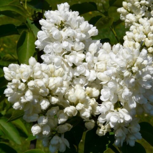 Фото Бузок звичайний Аліса Хардінг. (Syringa vulgaris Alice Harding) на ШТАМБІ