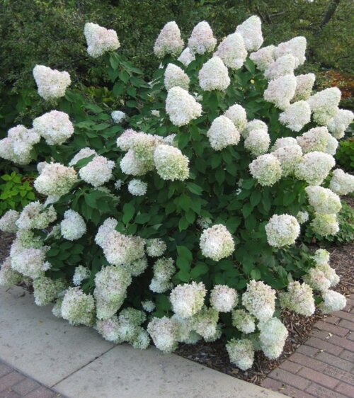 Фото Гортензія волотиста Сільвер Долар. (Hydrangea paniculata Silver Dollar) С2