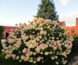 Гортензия метельчатая Фантом. (Hydrangea paniculata Phantom) С3 Фото Гортензия метельчатая Фантом. (Hydrangea paniculata Phantom) С3