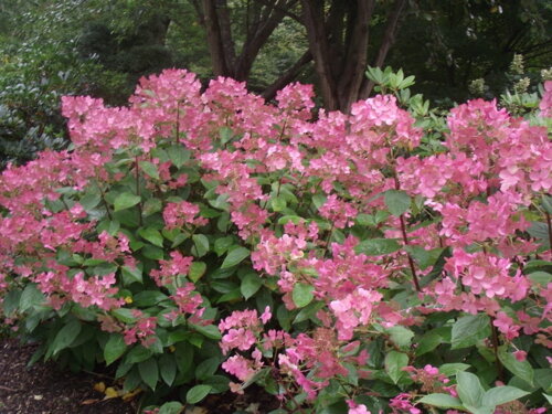 Фото Гортензія волотиста Ерлі Сенсейшн. (Hydrangea paniculata Early Sensation) С3