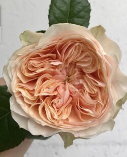 Роза Вувузела ПИЧ. (Peach Vuvuzela) Ч/Г Фото Роза Вувузела ПИЧ. (Peach Vuvuzela) Ч/Г