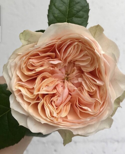 Роза Вувузела ПИЧ. (Peach Vuvuzela) Ч/Г Фото Роза Вувузела ПИЧ. (Peach Vuvuzela) Ч/Г