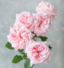 Роза Охара Пинк. (Pink O'Hara) Ч/Г Фото Роза Охара Пинк. (Pink O'Hara) Ч/Г