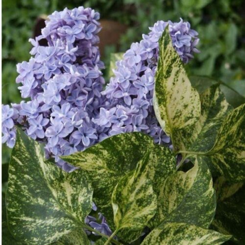 Фото Сирень обыкновенная Аукубафолия. (Syringa vulgaris Aucubaefolia) ШТАМБ, выс 60-85см