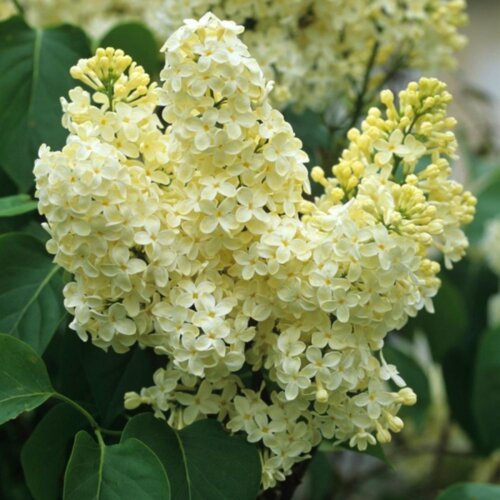 Сирень обыкновенная Примроуз. (Syringa vulgaris Primrose) ШТАМБ Фото Сирень обыкновенная Примроуз. (Syringa vulgaris Primrose) ШТАМБ