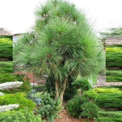 Сосна белокорая Джеффри Джоппи. (Pinus jeffreyi Joppi) С10, ШТАМБ Фото Сосна белокорая Джеффри Джоппи. (Pinus jeffreyi Joppi) С10, ШТАМБ