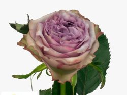 Роза Дольчетто. (Dolcetto) Ч/Г Фото Роза Дольчетто. (Dolcetto) Ч/Г