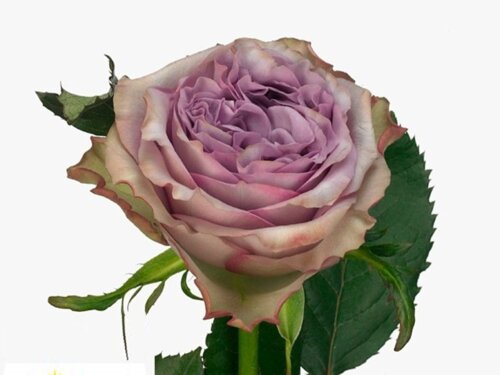 Роза Дольчетто. (Dolcetto) Ч/Г Фото Роза Дольчетто. (Dolcetto) Ч/Г
