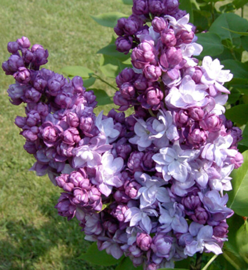 Фото Бузок звичайний Тарас Бульба. (Syringa vulgaris Taras Bulba) ШТАМБ