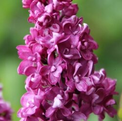 Фото Бузок звичайний Шарль Жолі. (Syringa vulgaris Charles Joly) на ШТАМБІ