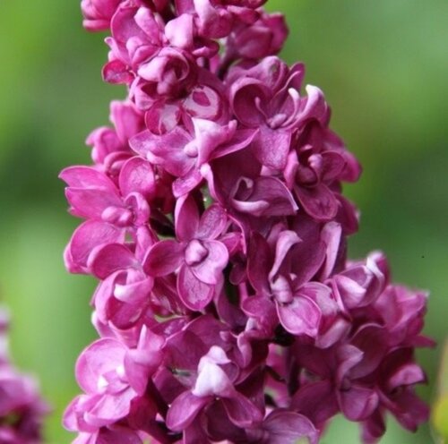Сирень обыкновенная Шарль Жоли. (Syringa vulgaris Charles Joly) ШТАМБ Фото Сирень обыкновенная Шарль Жоли. (Syringa vulgaris Charles Joly) ШТАМБ