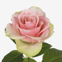 Роза Бель роуз. ( Belle Rose) Ч/Г в КОНТЕЙНЕРЕ, 3-летка Фото Роза Бель роуз. ( Belle Rose) Ч/Г в КОНТЕЙНЕРЕ, 3-летка