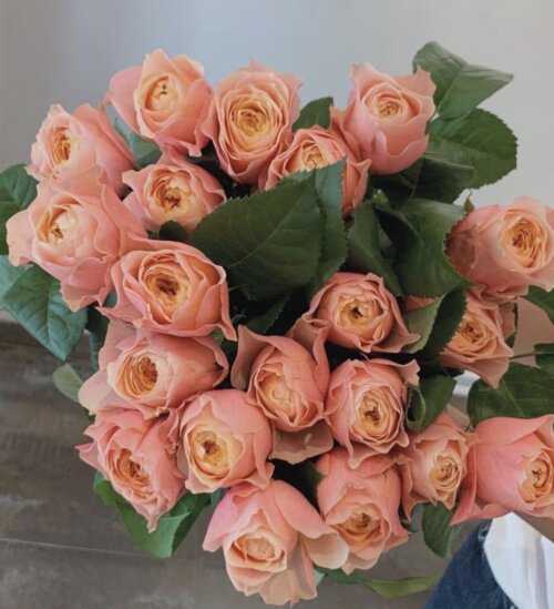 Троянда Вувузела Романтик. (Romantic Vuvuzela) Ч/Г (жовтень 2026) Фото Троянда Вувузела Романтик. (Romantic Vuvuzela) Ч/Г (жовтень 2026)