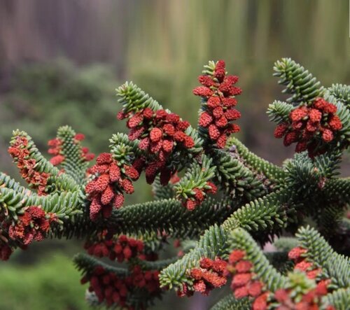 Фото Ялиця Іспанська. (Abies pinsapo) С2