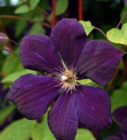 Фото Клематис Негритянка. (Clematis Negritianka) 3-летка