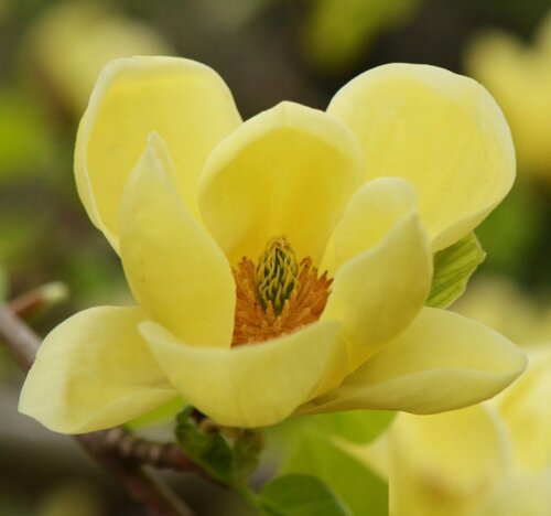 Магнолія Єллоу Лантерн/Жовтий Ліхтар. (Magnolia hybrida Yellow Lantern) С15 Фото Магнолія Єллоу Лантерн/Жовтий Ліхтар. (Magnolia hybrida Yellow Lantern) С15